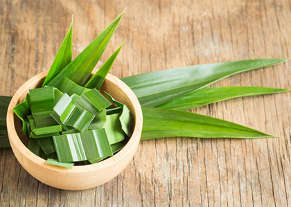 daun pandan